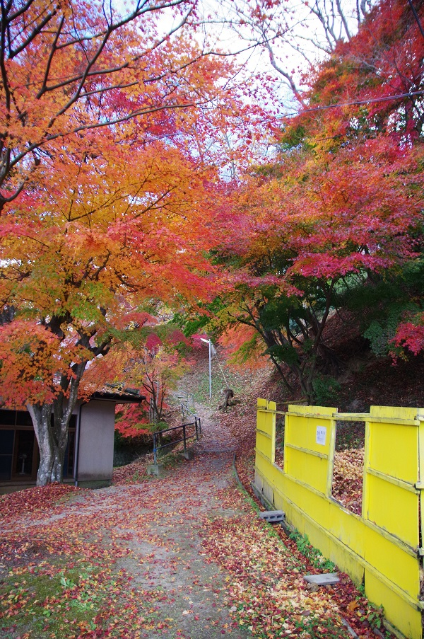 田村高校体育館との間のモミジ№1